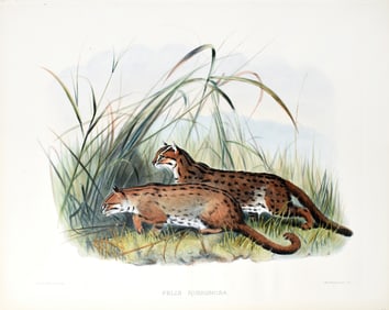 Elliot Lithograph from A Monograph of the Felidae - Felis Rubiginosa