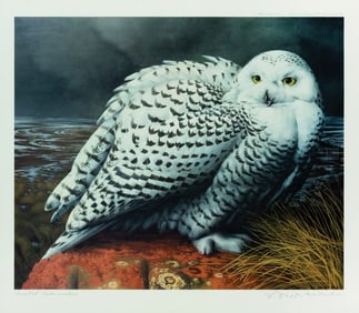 Driscoll Chromolithograph of a Snowy Owl
