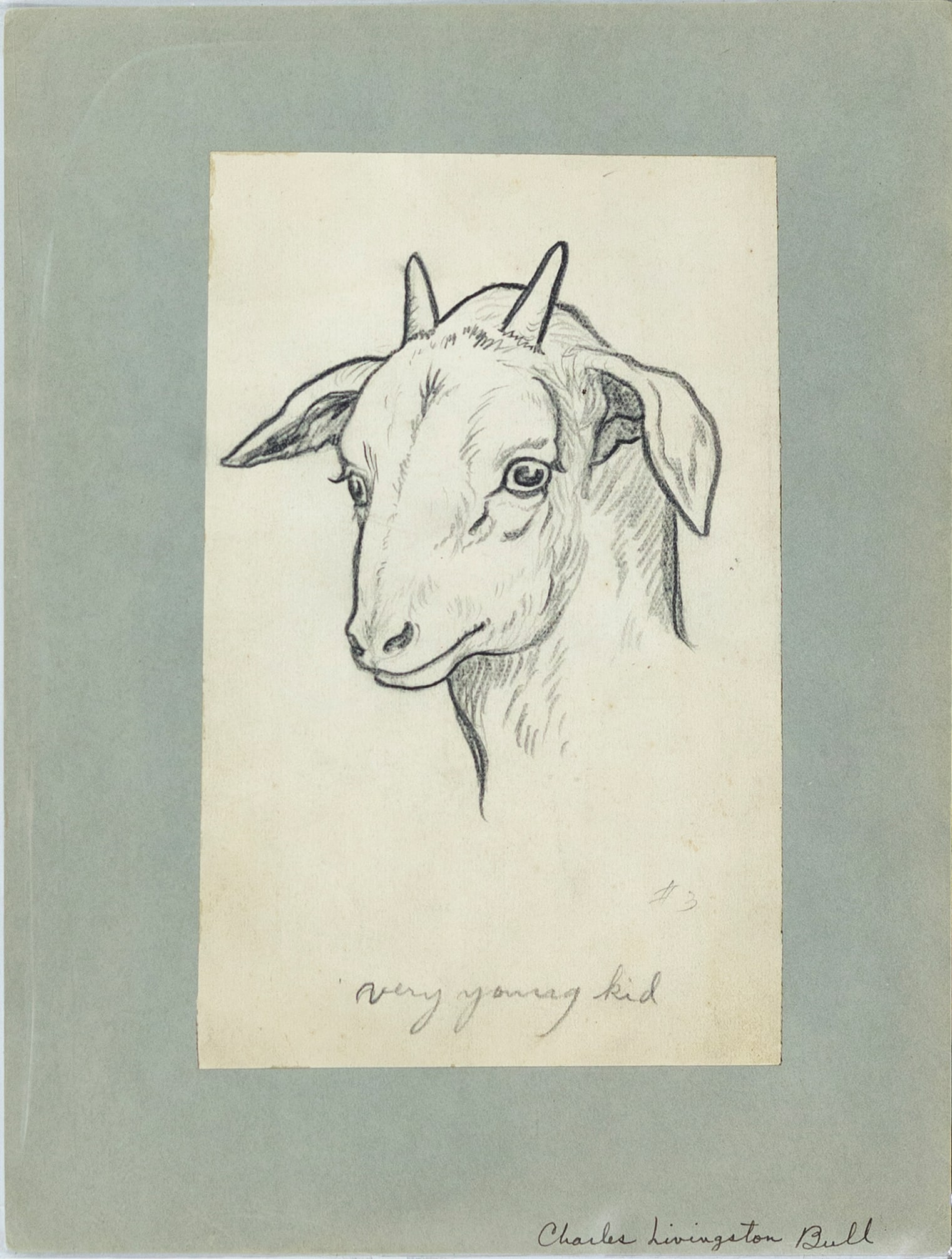 Charles Livingston Bull Drawing - [Goat] very young kid (1 of 1)