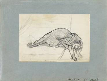 Charles Livingston Bull Drawing - [Tiger]