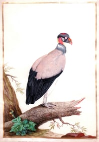 Nicolas Robert Royal Watercolor of a King Vulture - The Artwork of Louis XIV that Hung in Versailles
