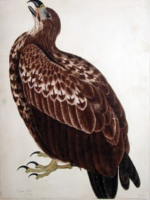 Robert Mitford watercolor of a Cinereous and Sea Eagle, Young