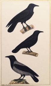 Emile Blanchard Watercolor of Raven, Carrion Crow, Hooded Crow