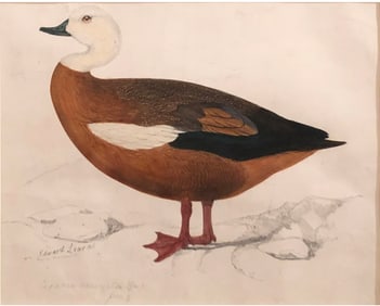 Edward Lear Watercolor Study of a Paradise Shelduck