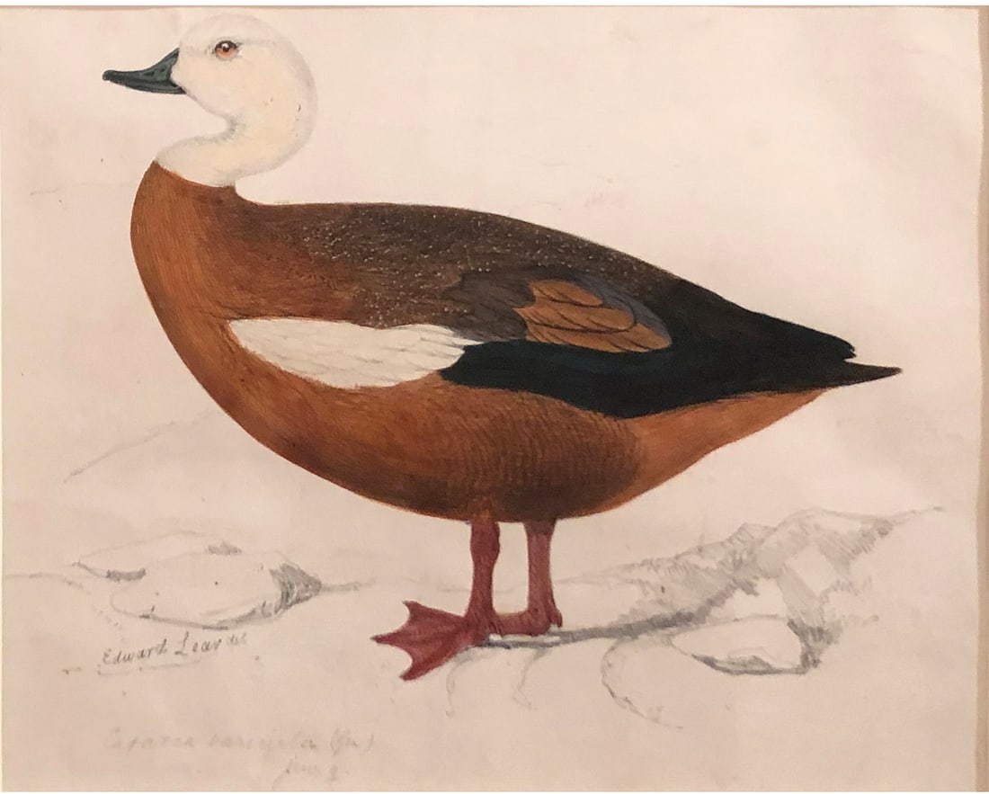 Edward Lear Watercolor Study of a Paradise Shelduck: LEAR, Edward (British, 1812-1888). Study of a Paradise Shelduck. Watercolor over pencil heightened with bodycolor and gum arabic. Signed lower left: Edward Lear del./Casarca variegata (Gen)/juv. and i