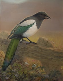 Johannes Keulemans Watercolor of a Magpie on a Fence, 1882
