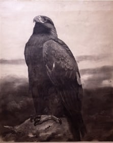 Archibald Thornburn Drawings of a Golden Eagle