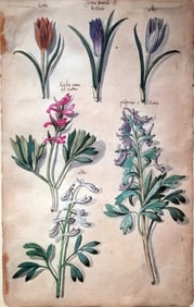 Theodore de Bry Watercolor Study of Crocuses