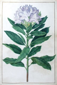 Nicolas Robert Royal Watercolor of a Purple Rhododendron
