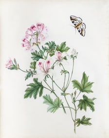 Philippa Crabtree Watercolor of a Geranium with Magpie Moth