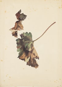 Franz Petter Watercolor study of a Pair of Leaves