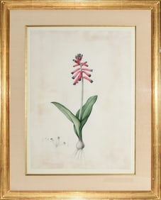 Redoute Watercolor for Les Liliacees - "Bulb-bearing or Hanging Lachenalia" (Lachenalia Pendula),