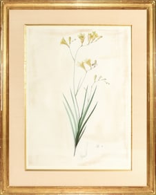 Redoute Watercolor for Les Liliacees - "Sword Lily" (Gladiolus Mucronatus), Watercolor for Plate 142