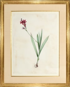Redoute Watercolor for Les Liliacees - "Freesia refracta" (Gladiolus Refractus), Watercolor for