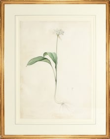 Redoute Watercolor for Les Liliacees - "Bear's Garlic or Wild Garlic" (Allium Ursinum), Watercolor