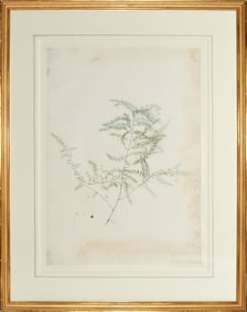 Redoute Watercolor for Les Liliacees - "Climbing Asparagus" (Asparagus Patinatus), Watercolor for