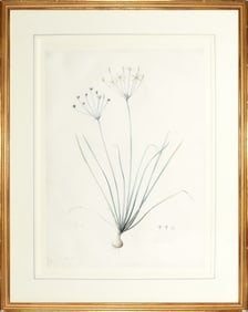Redoute Watercolor for Les Liliacees - "Prairie Onion" (Allium Striatum), Watercolor for Plate 50