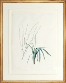 Redoute Watercolor for Les Liliacees - "Spider Plant" (Phalangium elatum), Watercolor for Plate 191