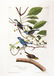 John James Audubon, Plate 74 :
