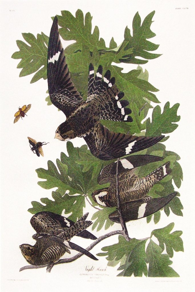John James Audubon, Plate 147:: Night Hawk. Aquatint from “The Birds of America,” First edition engraving with original hand-color. Published by Robert Havell: London, 1827-1838. RESERVE