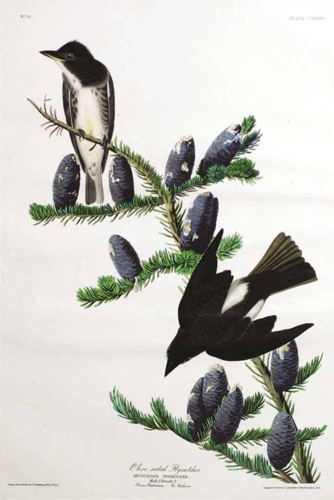 John James Audubon, Plate 174 :: Olive Sided Flycatcher. Aquatint from “The Birds of America,” First edition engraving with original hand-color. Published by Robert Havell: London, 1827-1838.