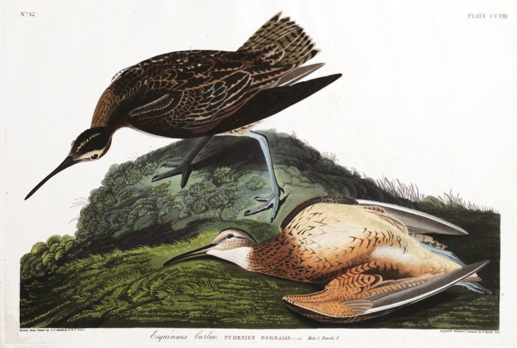 John James Audubon, Plate 208:: Esquimax Curlew. Aquatint from “The Birds of America,” First edition engraving with original hand-color. Published by Robert Havell: London, 1827-1838.