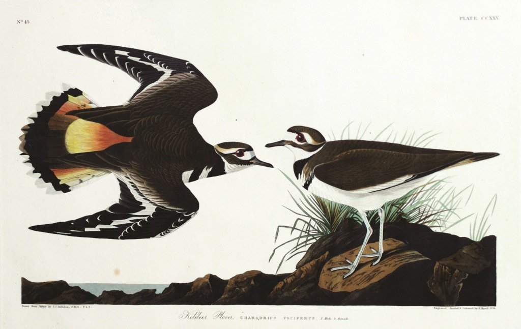 John James Audubon, Plate 225 :: Kildeer Plover. Aquatint from “The Birds of America,” First edition engraving with original hand-color. Published by Robert Havell: London, 1827-1838.