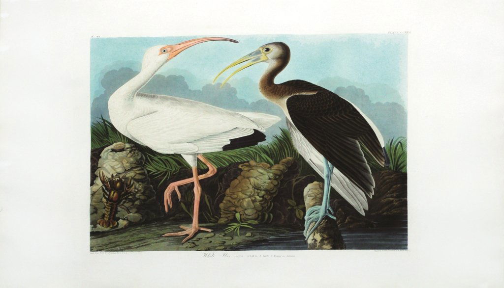 John James Audubon, Plate 222 :: White Ibis. Aquatint from “The Birds of America,” First edition engraving with original hand-color. Published by Robert Havell: London, 1827-1838. 25 1/2 x 38 inches. Framed: 37 x 49 1/2 inches. R