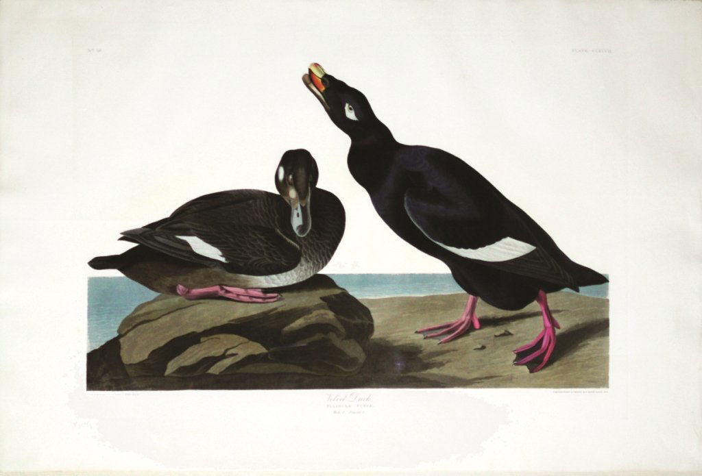 John James Audubon, Plate 247 :: Velvet Duck / White-winged Scoter. Aquatint from “The Birds of America,” First edition engraving with original hand-color. Published by Robert Havell: London, 1827-1838. 26 1/4 x 38 1/2 inches. Fr