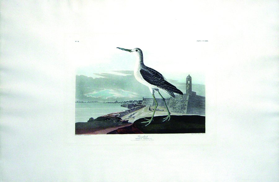 John James Audubon, Plate 269:: Greenshank. Aquatint from “The Birds of America,” First edition engraving with original hand-color. Published by Robert Havell: London, 1827-1838. 25 1/4 x 38 inches. Framed: 37 x 49 1/2 inches. R