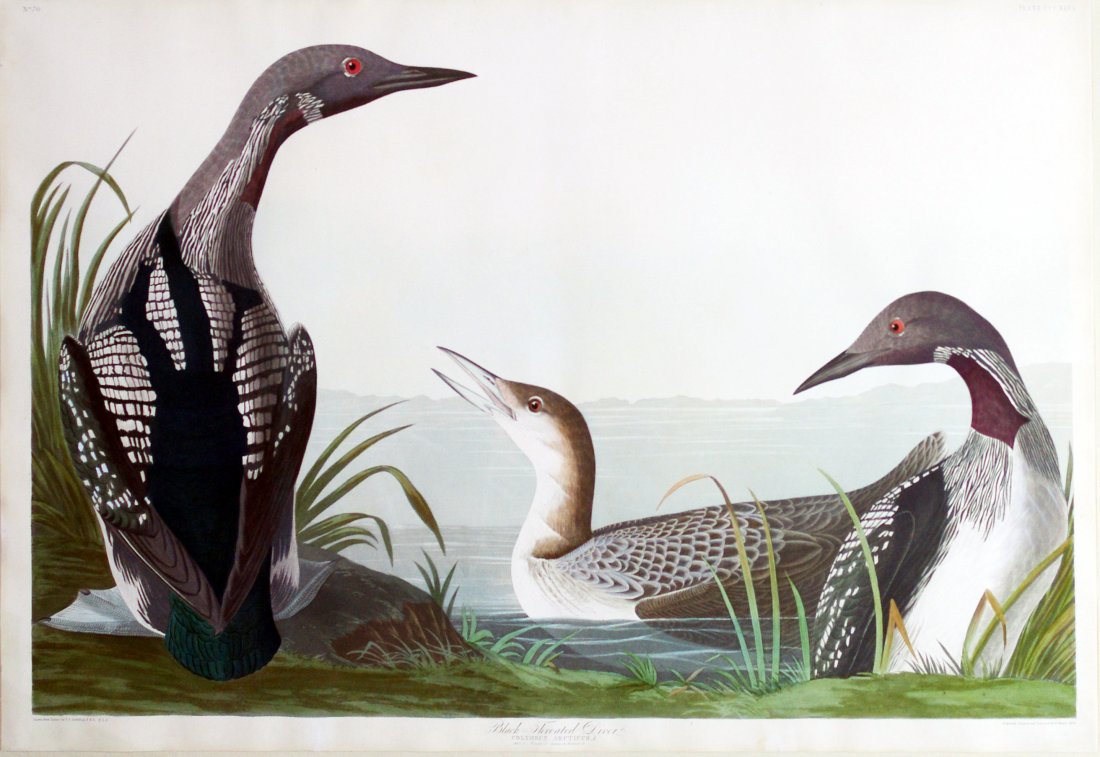 John James Audubon, Plate 346:: Pacific Loon / Black-Throated Diver. Aquatint from “The Birds of America,” First edition engraving with original hand-color. Published by Robert Havell: London, 1827-1838. 25 1/2 x 38 inches. Fram