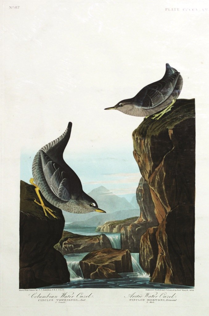John James Audubon, Plate 435:: Columbian Water Ouzel-/ Arctic Water Ouzel. Aquatint from “The Birds of America,” First edition engraving with original hand-color. Published by Robert Havell: London, 1827-1838.