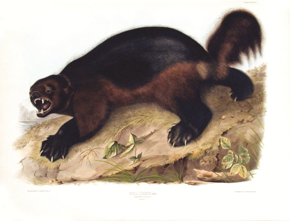 John James Audubon, Plate 26:: The Wolverine. From Audubon’s Viviparous Quadrupeds of North America. Hand colored lithograph. Imperial Folio; Published in Philadelphia between 1839 and 1844 by J.T. Bowen. Originally issued in 30