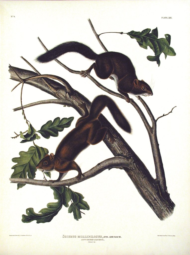 John James Audubon, Plate 19:: Soft Haired Squirrel. From Audubon’s Viviparous Quadrupeds of North America. Hand colored lithograph. Imperial Folio; Published in Philadelphia between 1839 and 1844 by J.T. Bowen. Originally issued