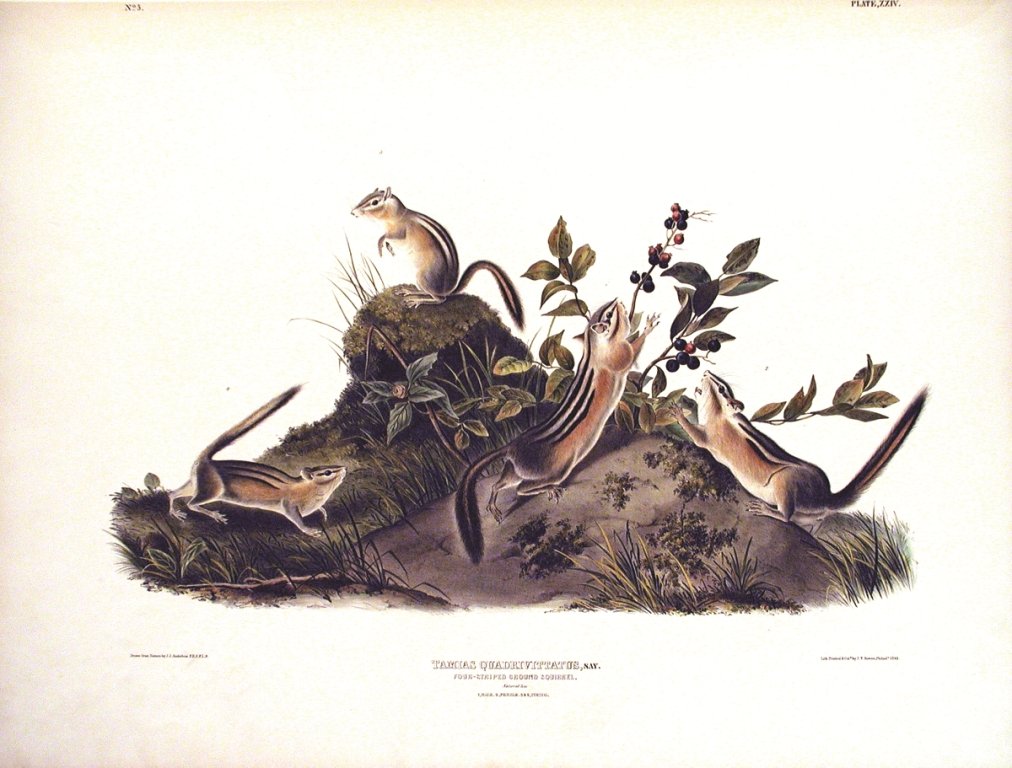 John James Audubon, Plate 24:: Four Stripped Ground Squirrel. From Audubon’s Viviparous Quadrupeds of North America. Hand colored lithograph. Imperial Folio; Published in Philadelphia between 1839 and 1844 by J.T. Bowen. Original