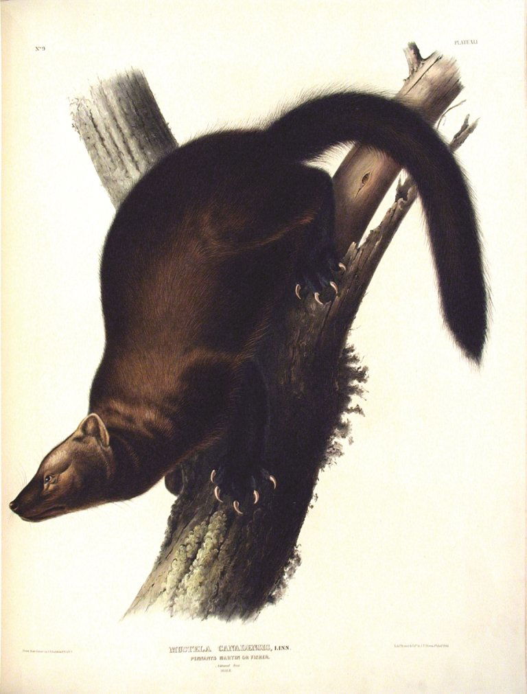 John James Audubon, Plate 41:: Pennants Marten. From Audubon’s Viviparous Quadrupeds of North America. Hand colored lithograph. Imperial Folio; Published in Philadelphia between 1839 and 1844 by J.T. Bowen. Originally issued in 3