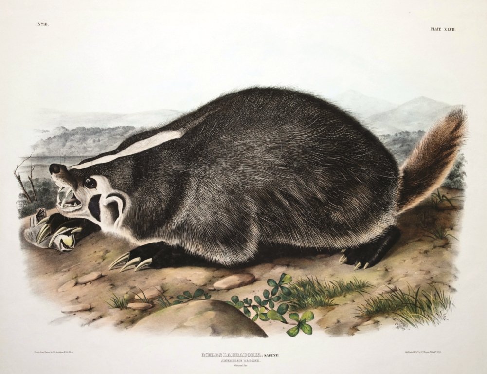 John James Audubon, Plate 47:: American Badger. From Audubon’s Viviparous Quadrupeds of North America. Hand colored lithograph. Imperial Folio; Published in Philadelphia between 1839 and 1844 by J.T. Bowen. Originally issued in 3