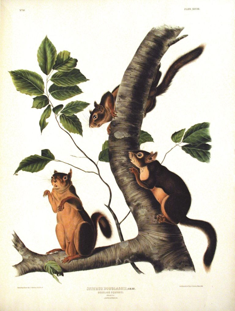 John James Audubon, Plate 48:: Douglass Squirrel. From Audubon’s Viviparous Quadrupeds of North America. Hand colored lithograph. Imperial Folio; Published in Philadelphia between 1839 and 1844 by J.T. Bowen. Originally issued in