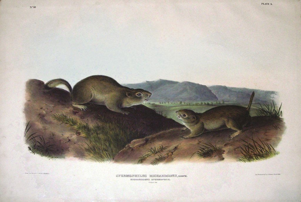 John James Audubon, Plate 50:: Richardson’s Spermophile. From Audubon’s Viviparous Quadrupeds of North America. Hand colored lithograph. Imperial Folio; Published in Philadelphia between 1839 and 1844 by J.T. Bowen. Originally