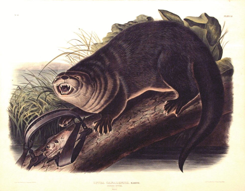 John James Audubon, Plate 51:: Canada Otter. From Audubon’s Viviparous Quadrupeds of North America. Hand colored lithograph. Imperial Folio; Published in Philadelphia between 1839 and 1844 by J.T. Bowen. Originally issued in 30 p