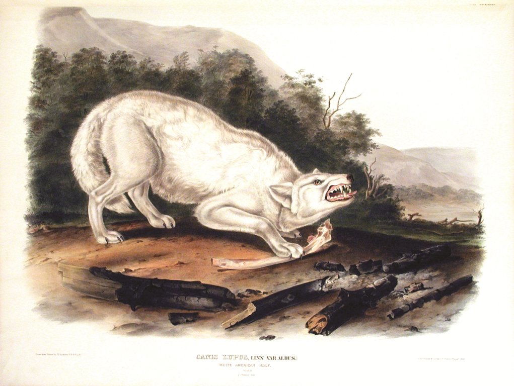 John James Audubon, Plate 72:: White American Wolf. From Audubon’s Viviparous Quadrupeds of North America. Hand colored lithograph. Imperial Folio; Published in Philadelphia between 1839 and 1844 by J.T. Bowen. Originally issued