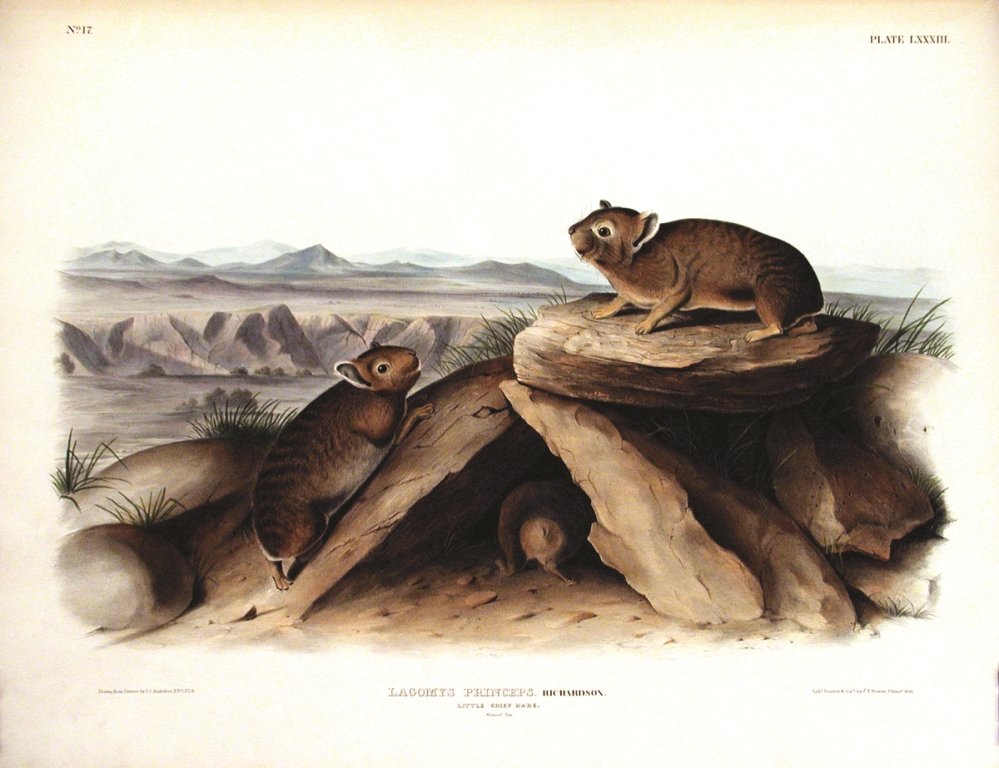 John James Audubon, Plate 83:: Little Chief Hare. From Audubon’s Viviparous Quadrupeds of North America. Hand colored lithograph. Imperial Folio; Published in Philadelphia between 1839 and 1844 by J.T. Bowen. Originally issued in
