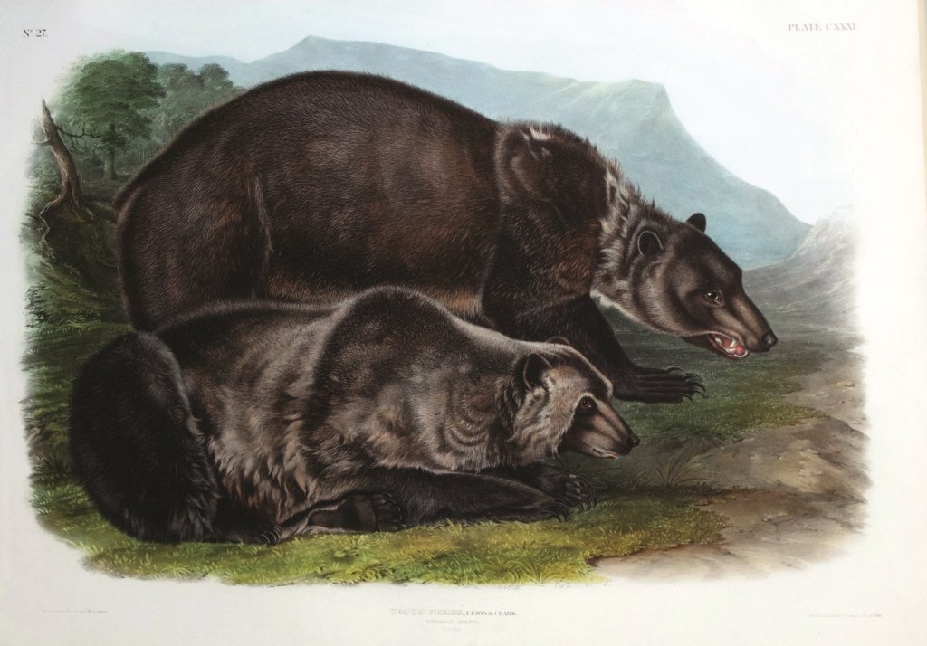 John James Audubon, Plate 131:: Grizzly Bear. From Audubon’s Viviparous Quadrupeds of North America. Hand colored lithograph. Imperial Folio; Published in Philadelphia between 1839 and 1844 by J.T. Bowen. Originally issued in 30 p