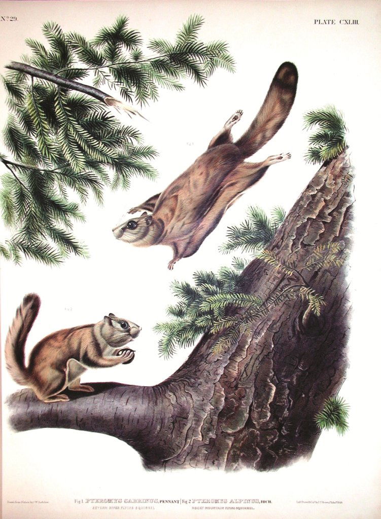 John James Audubon, Plate 143:: Rocky Mountain Flying Squirrel. From Audubon’s Viviparous Quadrupeds of North America. Hand colored lithograph. Imperial Folio; Published in Philadelphia between 1839 and 1844 by J.T. Bowen. Origina