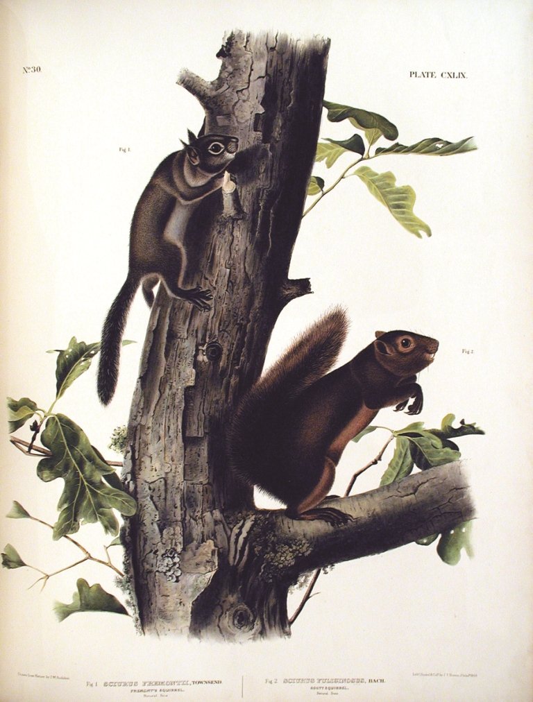 John James Audubon, Plate 149:: Fremonts Squirrel. From Audubon’s Viviparous Quadrupeds of North America. Hand colored lithograph. Imperial Folio; Published in Philadelphia between 1839 and 1844 by J.T. Bowen. Originally issued in