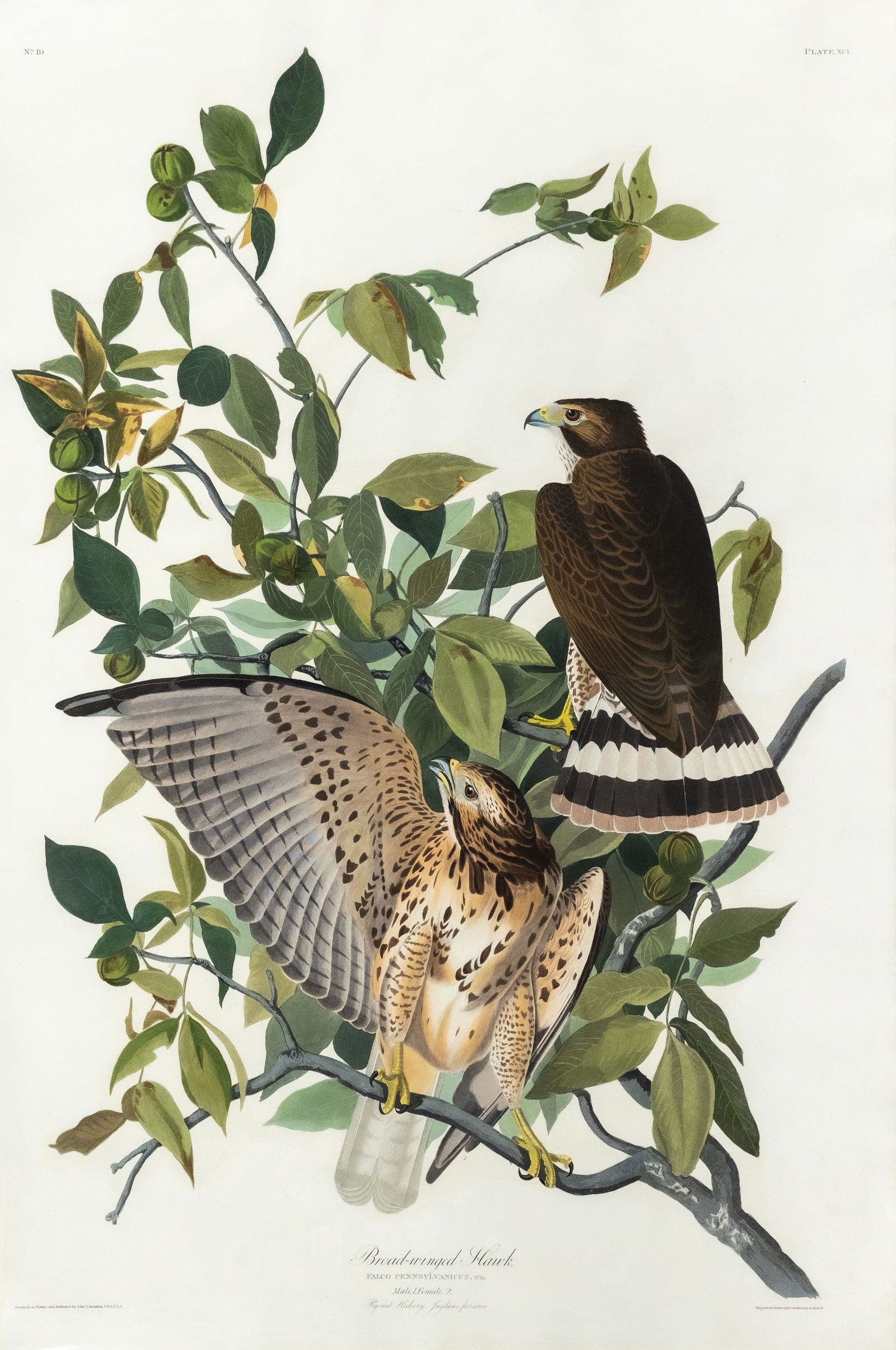Audubon Aquatint, Broad-winged Hawk, Plate 91 (1 of 1)