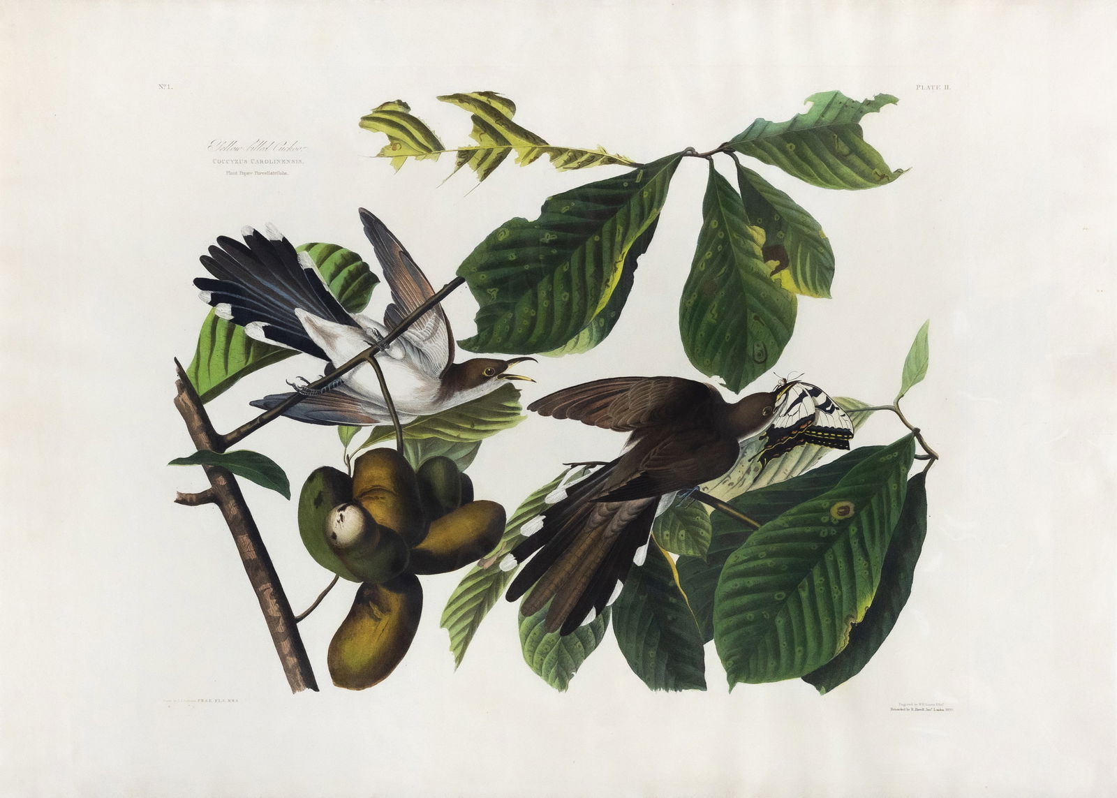 Audubon Aquatint, Yellow-Billed Cuckoo, Plate 2 (1 of 1)