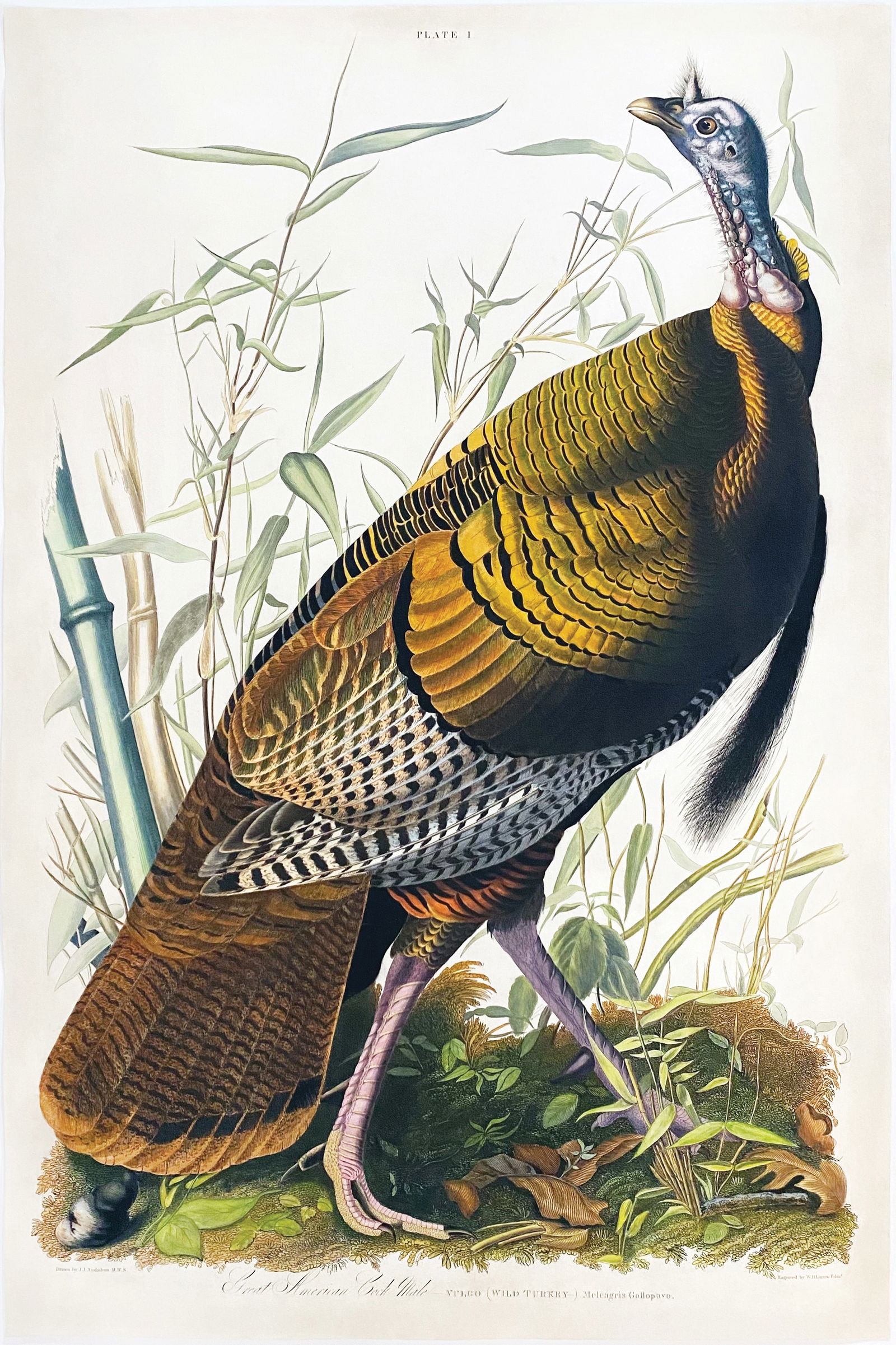 Audubon Aquatint, Great American Cock Male (Wild Turkey), Plate 1 - The Most Famous image of a Bird (1 of 1)