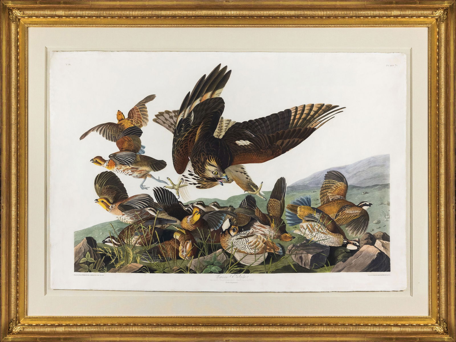 Audubon Aquatint, Virginia Partridge, Plate 76 - One of Audubon's Most Dramatic Images (1 of 1)