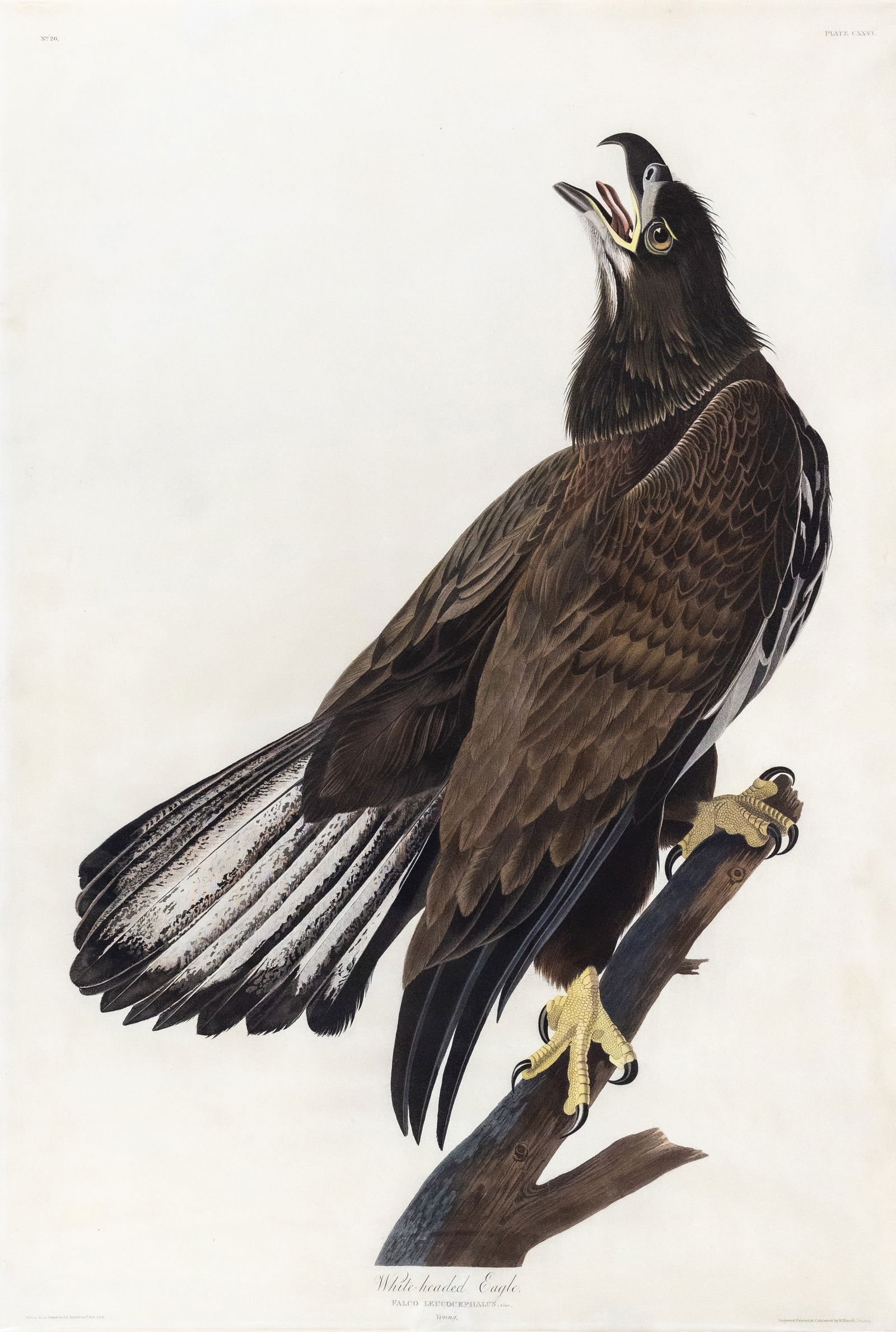 Audubon Aquatint, White-Headed Eagle, Plate 126 - The Icon of America (1 of 1)